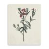 Singular Red Blossom Branch Unframed Print Wall Art