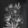 Set Of Two Vintage Flowers in Bloom Black Framed Print Wall Art